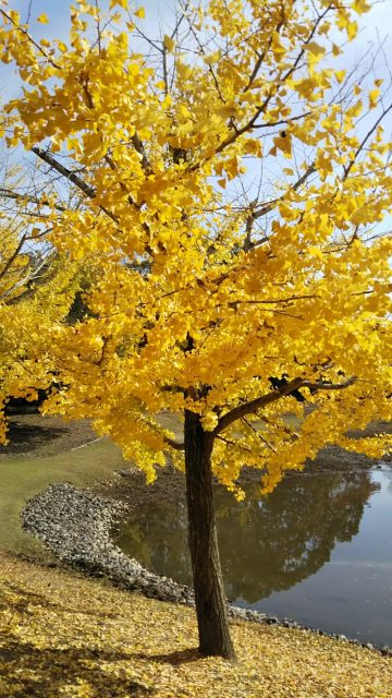 銀杏　紅葉