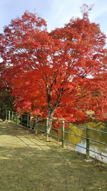 紅葉　紅葉